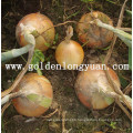 Chinese Fresh Yellow Onion